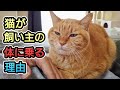 【猫の愛情表現】猫が飼い主の体に乗ってくる理由と場所による信頼度
