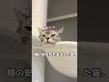 頬も置いた方が楽だと気づいちゃった猫。