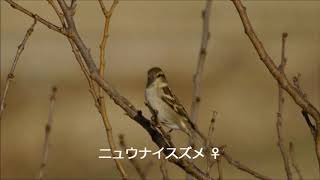 スズメページ ニュウナイスズメ日本野鳥の会 京都支部