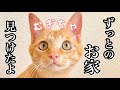 里親会を開催したら、猫が全員いなくなりました。