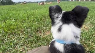 Our New Puppy Meets the Calves
Meet our new farm manager, Izzy! Shes a puppy yet but meeting all the other farm folks.
Follow Us on all our social media platforms.
** https://www.facebook.com/bakersgreenacres/
** https://www.instagram.com/baker_green_acres_/
**https://odysee.com/@BakersGreenAcres:3
https://mewe.com/p/bakersgreenacres
**https://www.bitchute.com/channel/npl74m5Lv09k/
**https://rumble.com/c/c-778357
** www.bakersgreenacres.com
Recommended reading for the homesteader:
** Joel Salatins Pastured Poultry Profits: https://amzn.to/2HOnR4g
** Joels Salad Bar Beef: https://amzn.to/2WvV6fO Our New Puppy Meets the Calves