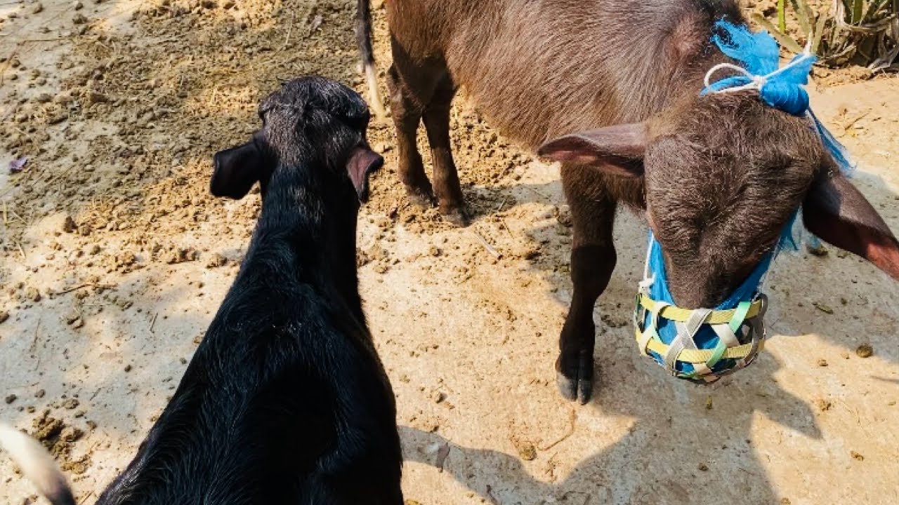 মহিষের বাচ্চাগুলো সকাল বেলা রোদে খেলা করছে || Sikder Agro