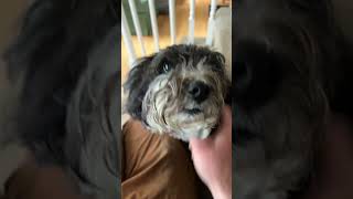Cute doggos fr #funny #memes #cute #dogs #dogshorts #fluffy #babies #aww #comedy #relatable Cute doggos fr #funny #memes #cute #dogs #dogshorts #fluffy #babies #aww #comedy #relatable