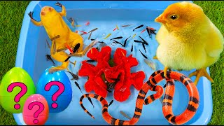 Baby Chicken, Frog, Snake, Crayfish, Koi Fish, Scalar, Thorns, Coral - cute baby animals videos