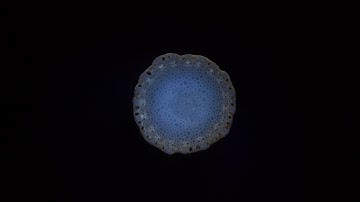 Laser Ablation Tomography 2.0 - Wheat stem ablation