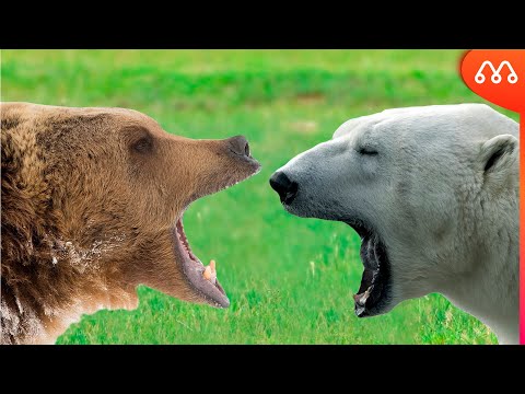 Vídeo: Diferença Entre Urso Polar E Urso Pardo