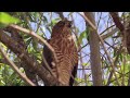 Gabar Goshawk adult and 2 juveniles calling