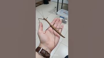 Small To Big Transformation!#animals