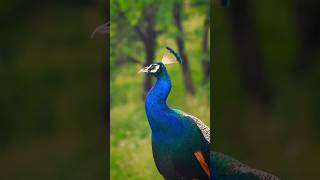 🦚National Bird"Peacock"🦚#music#peace##anime#india#akash...