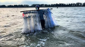 Nghề mưu sinh bắt lưới cá đói cần giờ rất nhiều cá luôn