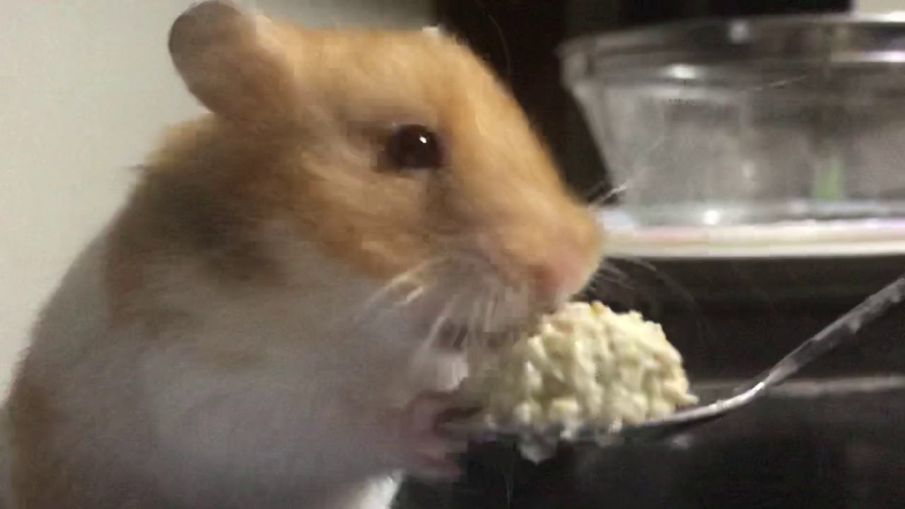 My hamster eating Oats(so cute)😍 YouTube