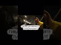 ГИБДД объявляйте план перехват!