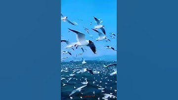 تلاوة مباركة من سورة ألأعراف. ألشيخ رعد محمد ألكردي
