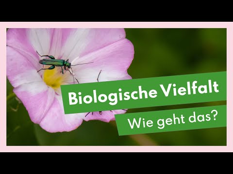 Video: Einheimische Waldblumen: Was sind einige gewöhnliche Waldpflanzen?