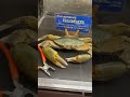 初めて見たカニ 🦀#japan #shorts