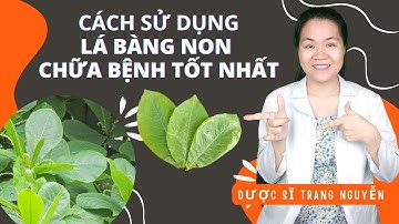Review những tác dụng của lá bàng non và cách sử dụng tốt nhất | Dược Liệu | Dược Sĩ Trang Nguyễn