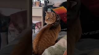 Funny animals #shorts #funnycats #funnymoments