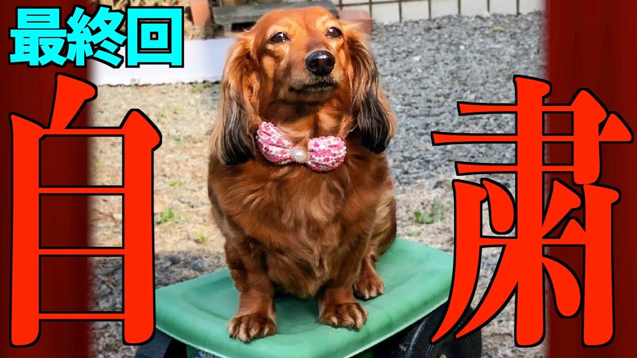 自粛犬 最終回 緊急事態における犬の気持ち10 Youtube