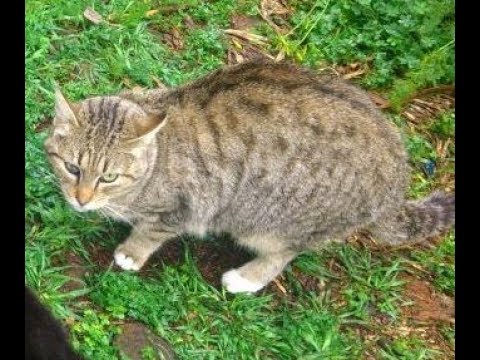 Video: Natürliche Wege Zur Behandlung Von Diabetes Bei Katzen