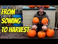 How To Grow Pumpkins From Seed Start To Finish 
