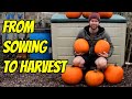 How to Grow Pumpkins from Seed | Start to Finish