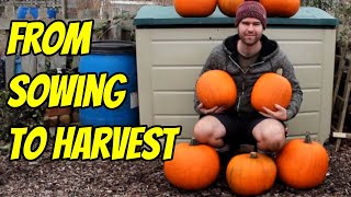 How to Grow Pumpkins from Seed | Start to Finish