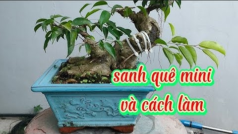 Chia sẻ cách cắt giật chi cành cây sanh quê mini  đúng cách cho buổi mới tập chơi sanh