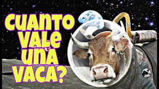 ¿Cuánto cuesta una vaca brava?