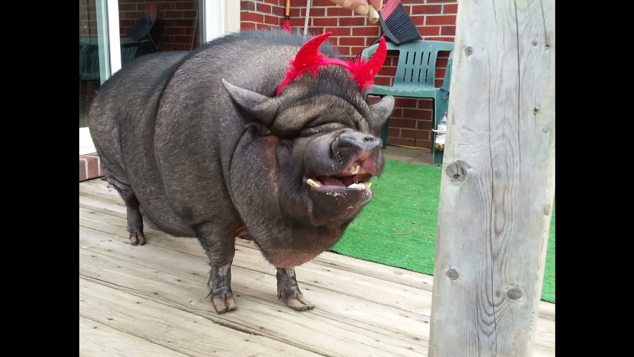 Mr Wilson and Micro mini pig