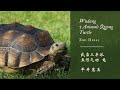 Wudang Five Animals Qigong - Turtle 武当五形気功 - 亀