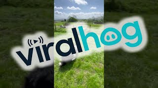 Border Collie Herds Stubborn Scotland Sheep || ViralHog