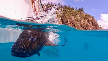 Topwater Dogtooth Tuna, Giant Trevally, 3 INSANE days
