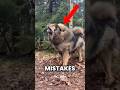 TOP 5 MISTAKES YOU SHOULD NEVER MAKE WITH ANIMALS 😱 #AnimalFacts #WildLifeTips