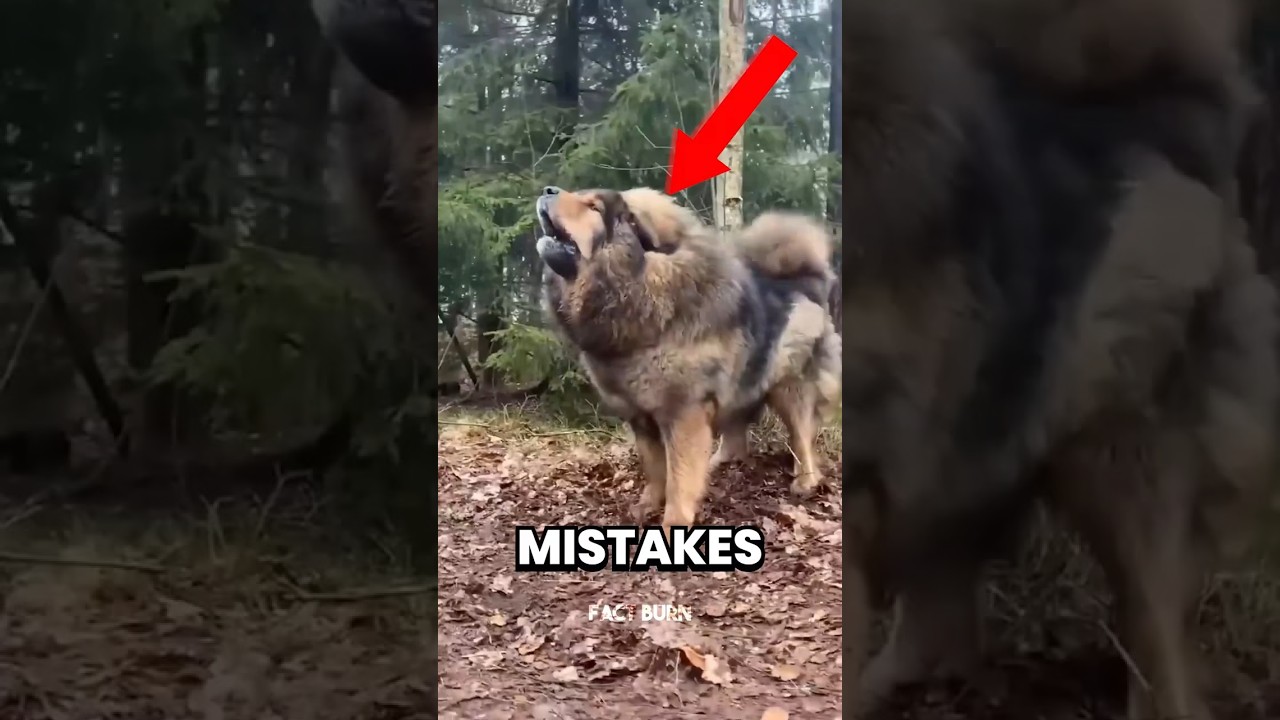 TOP 5 MISTAKES YOU SHOULD NEVER MAKE WITH ANIMALS 😱 