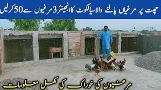 50 Desi Murgi Farm At Roof||Desi Murgi Business In Sialkot||Desi Murgi Farm At Home||Asim Faiz