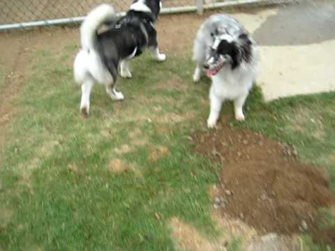 siberian husky mixed with
