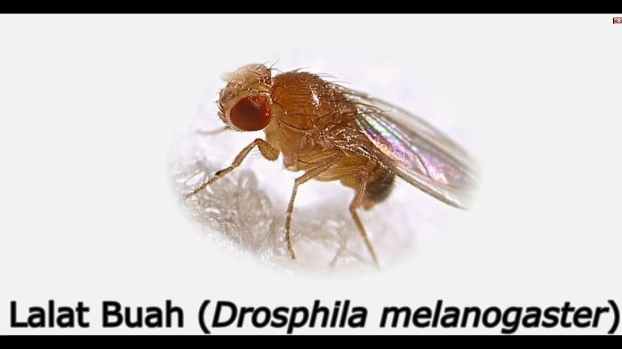 Cara Menangkap Lalat Buah Drosophila Melanogaster YouTube