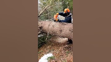 Bucking Tree With Stihl Chainsaw