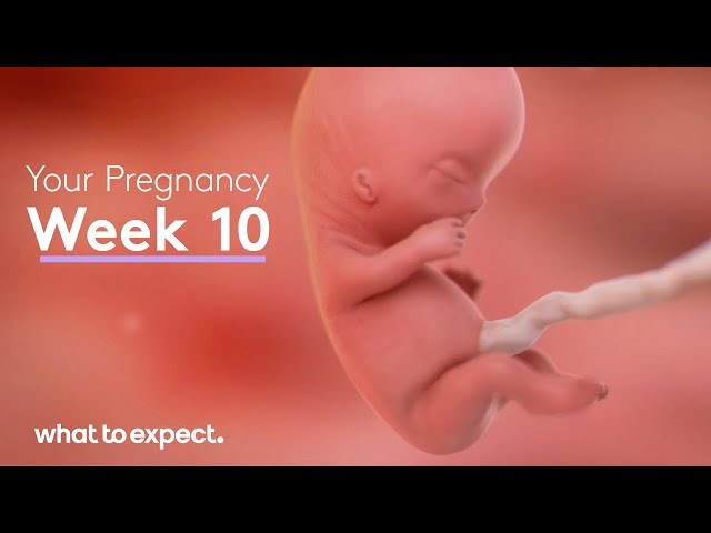 10 Weeks Pregnant - What to Expect 