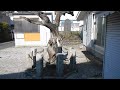 ビャクシンの大木 ぶらり探訪三浦半島