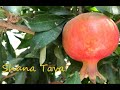 Rosh Hashana 2021 Greetings of the Ambassador of Finland in Israel