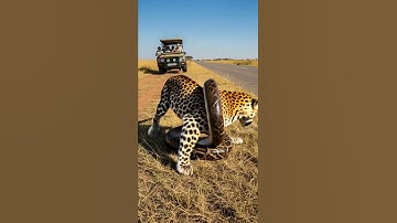 Leopard vs Python – who’s the real jungle king Watch this epic showdown #wildlife #nature #predators