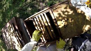 20200719 Осмотр семей. Видео дневник начинающего пчеловода...