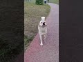 wow amazing show dog #funny