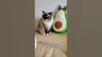 Какие запахи любят кошки 😀