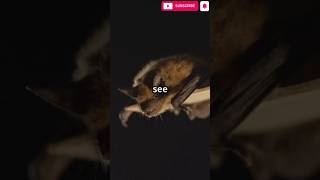 🦇 How Do Bats See in the Dark? Nature’s Night Navigators!#Bats #Echolocation #WildlifeFacts