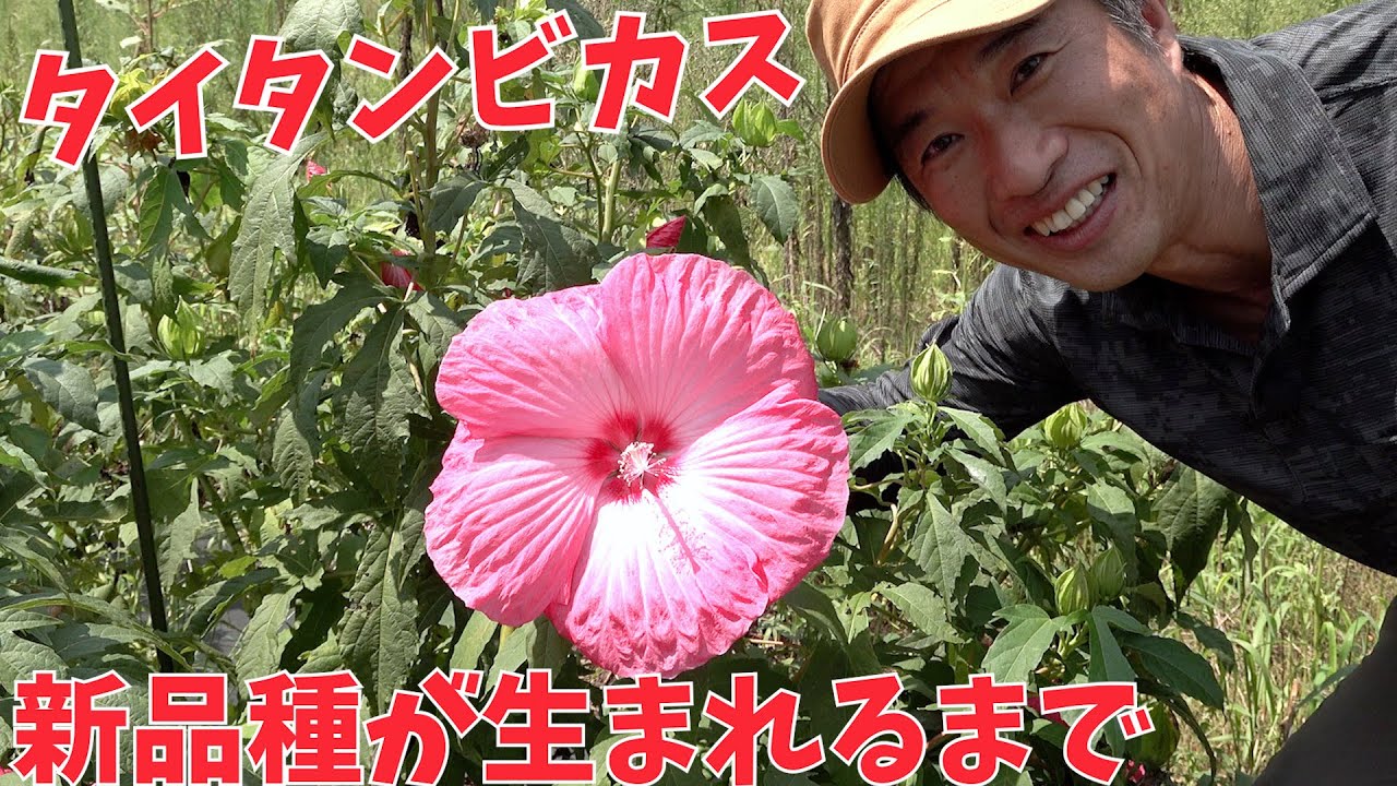 【タイタンビカス】初公開！新品種が生まれるまで【赤塚植物園農場だより】