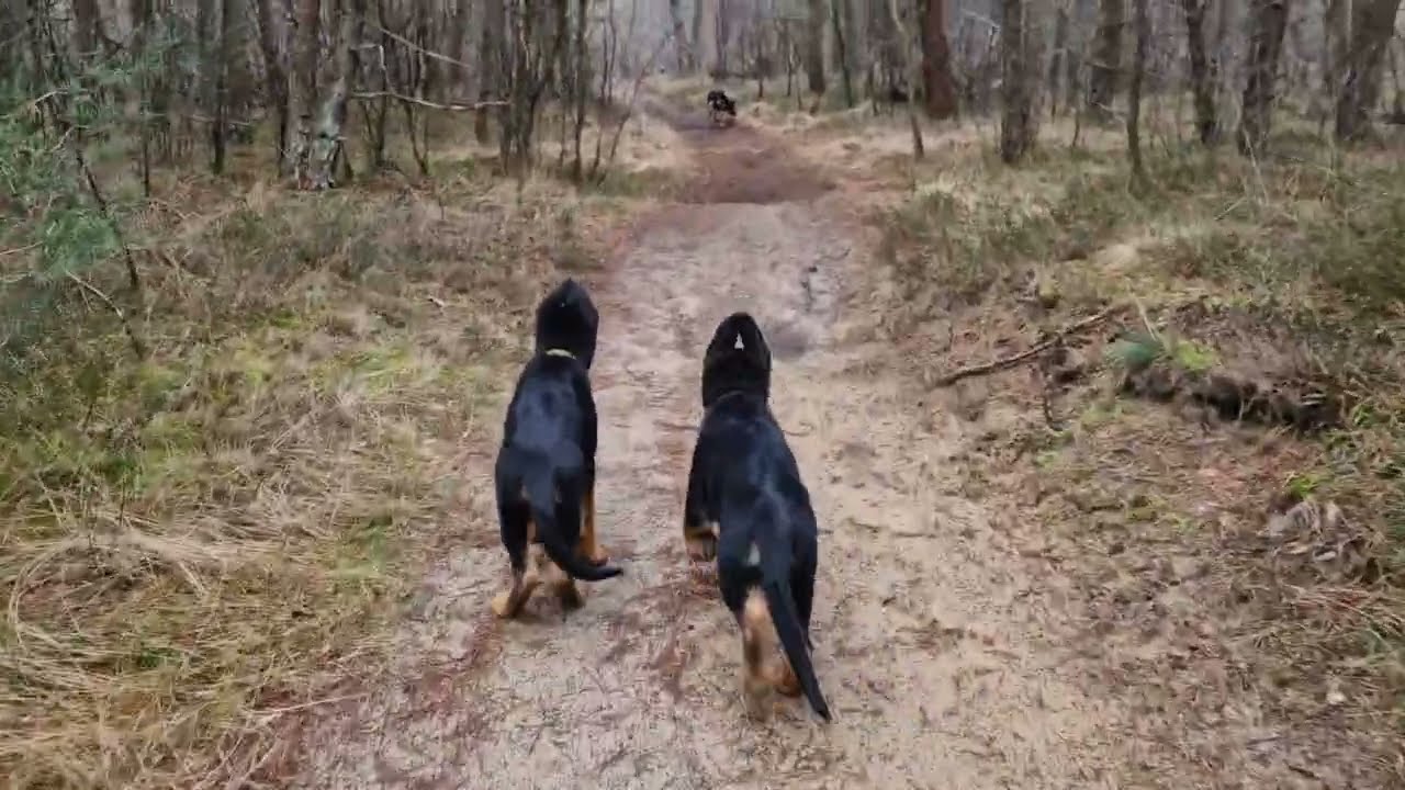 Stevensbergen Luyksgestel