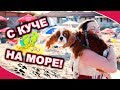 С КУЧЕ НА МОРЕ ЗА ВТОРИ ПЪТ || МОРСКИ ПРЕЖИВЯВАНИЯ 2019