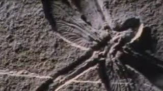 The Birth of the Atlantic | Wild Europe | BBC Studios screenshot 4